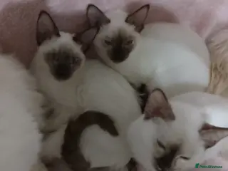 Mixed Breed cats Ragamese Kittens - Advert 1