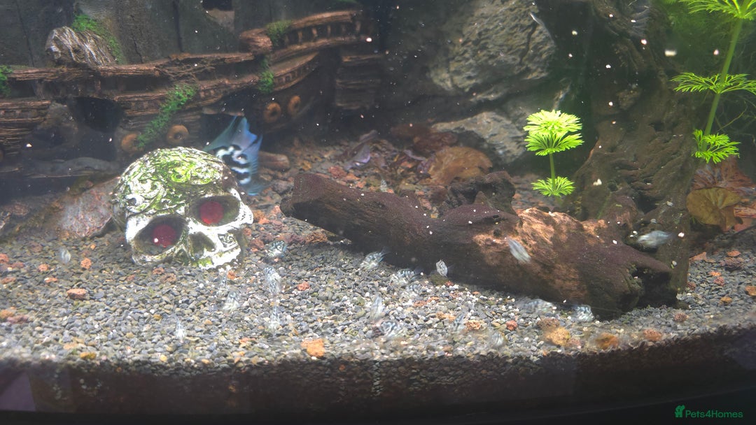 Cichlids fish for sale: Polar parrot fish  - Image 3