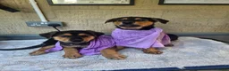 Rottweiler dogs for sale: Beautiful Rottie puppies  - Advert 6