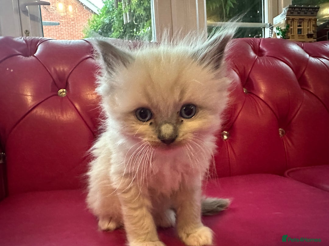 Ragdoll cats for sale: Ragdoll kittens blue point and mitted  - Image 7
