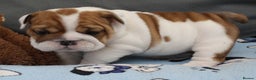 English Bulldog dogs for sale: English Bulldog Boy, 14 Weeks For Sale - Advert 5