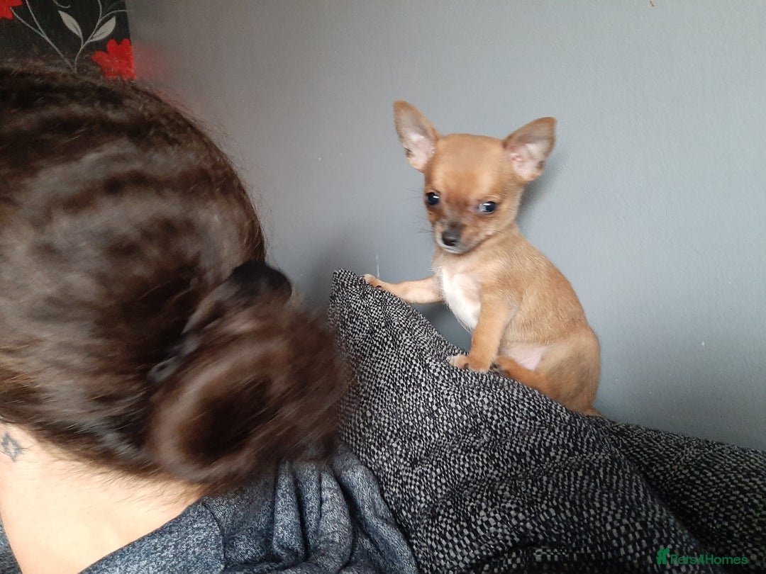 Chihuahua dogs for sale: May have a new home. - Advert 7