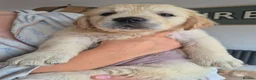 Golden Retriever dogs for sale: KC Registered Puppies - 2 x Girls Available - Advert 6