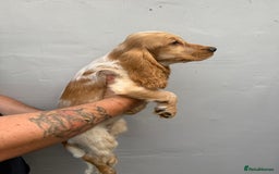 Cocker Spaniel dogs for sale: Fabulous Cocker Spaniel Pupies - Image 2