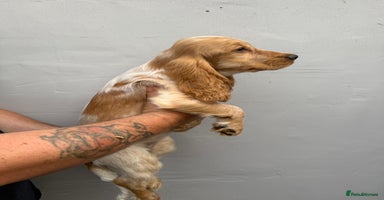 Cocker Spaniel dogs - Advert 4