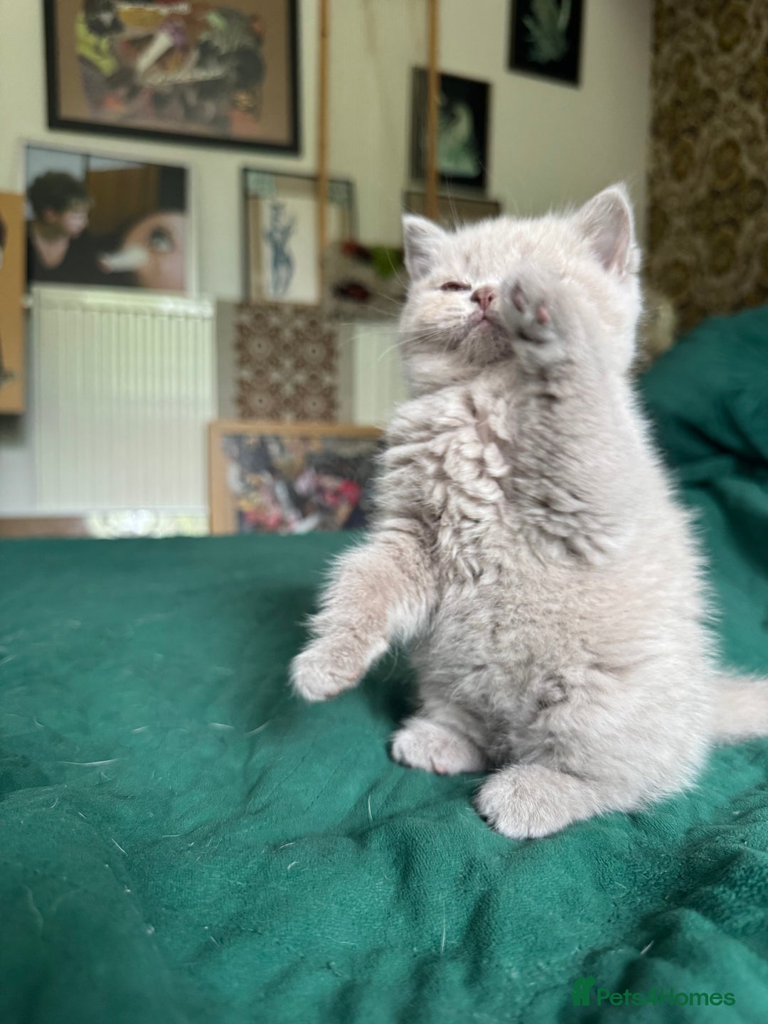 British Shorthair cats for sale: Beautiful litter of British short hair kittens - Image 13