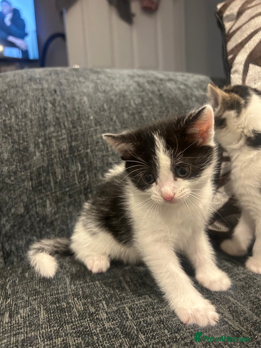 American Shorthair cats for sale: Kittens for sale  - Image 9