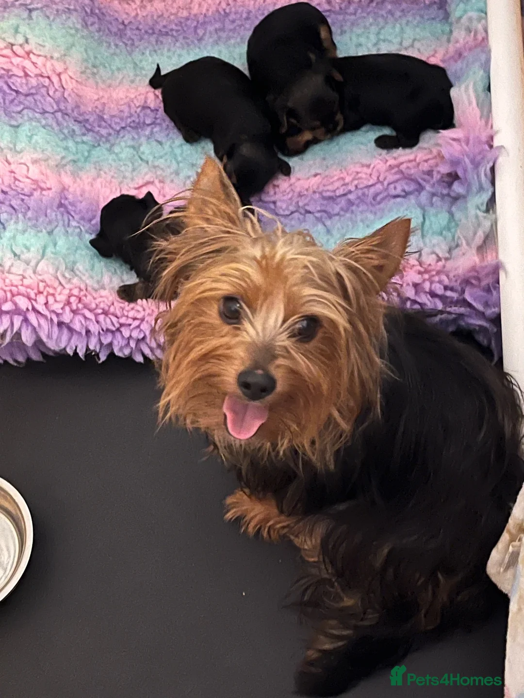 Yorkshire Terrier dogs for sale: Beautiful Yorkshire Terrier puppies  - Advert 1
