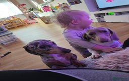 Miniature Dachshund dogs for sale: 2 miniature dachshunds must stay together - Image 2