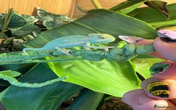 Chameleon reptiles for sale: 🦎 Baby veiled chameleons 🦎  - Image 2