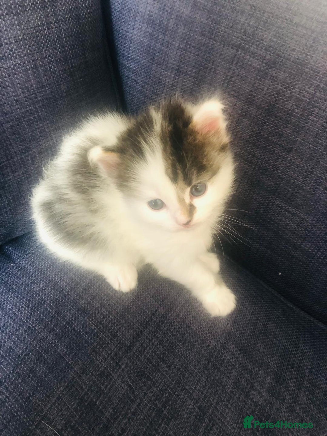 Mixed Breed cats for sale: Rare Norwegian Forest ×Ragdoll Kitten - Image 18