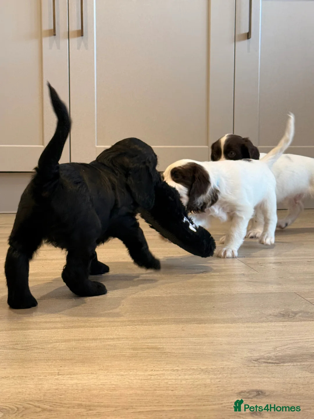 Mixed Breed dogs for sale: Cockapoo x English Springer Spaniel  in Holmfirth - Advert 14