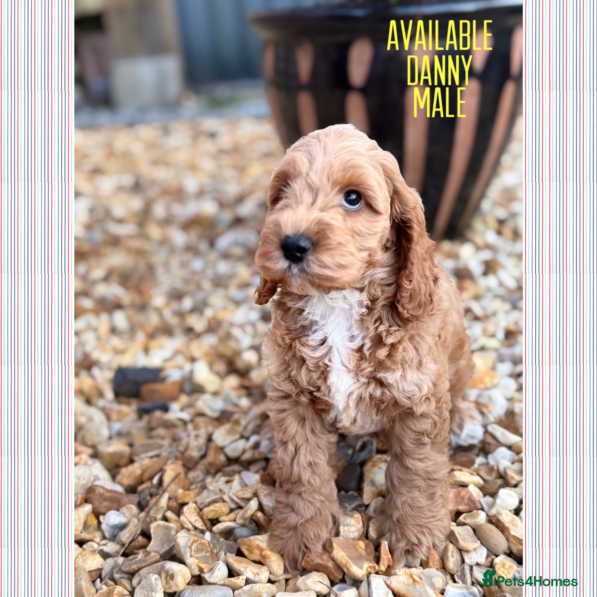 Cockapoo dogs F1 cockapoo puppies READY THIS SATURDAY  - Advert 8