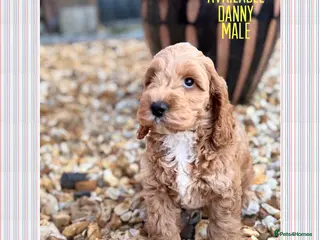 Cockapoo dogs F1 cockapoo puppies READY THIS SATURDAY - Advert 8