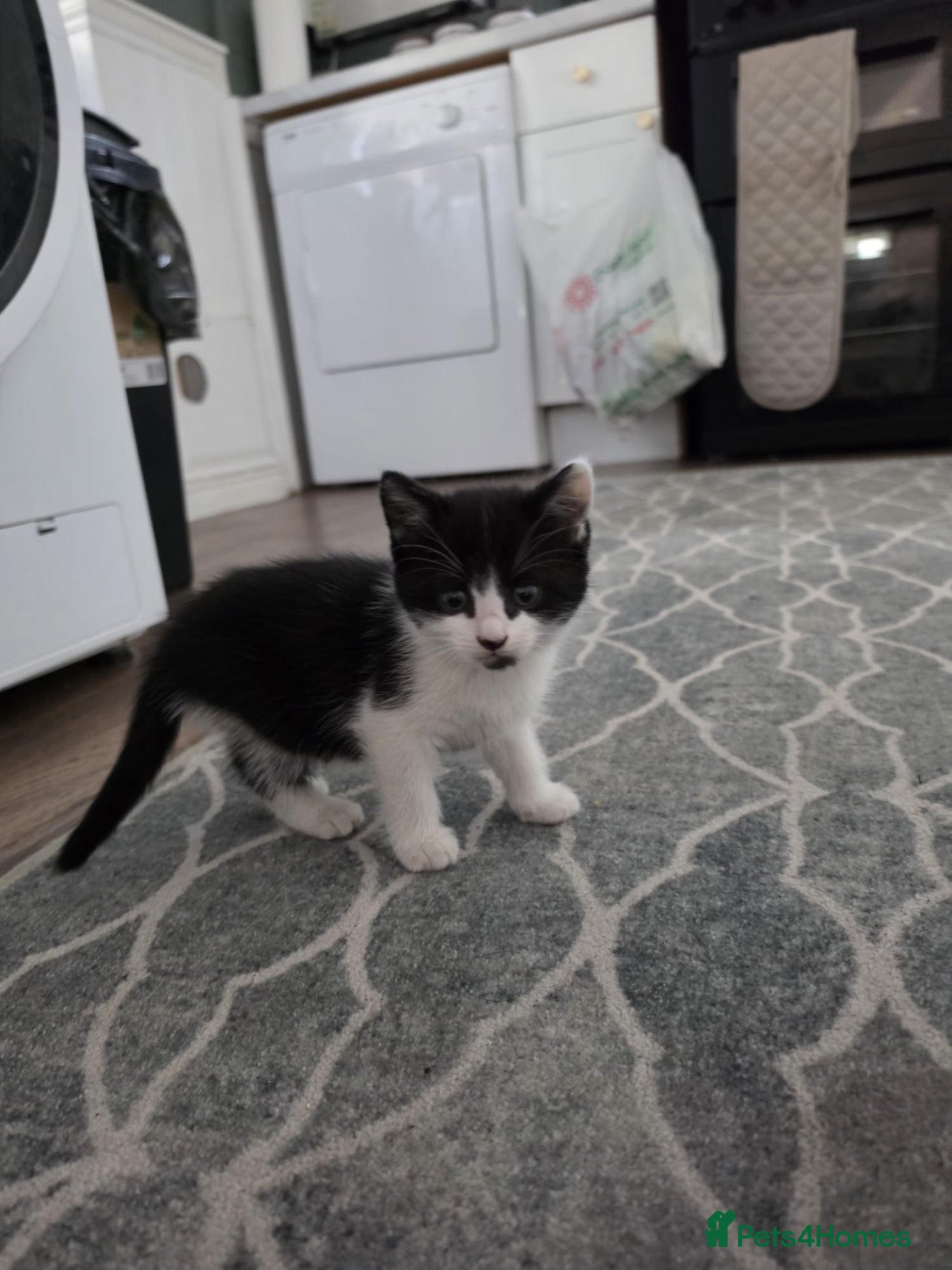 American Shorthair cats Black and White Kittens 3Female 1Male - Advert 1