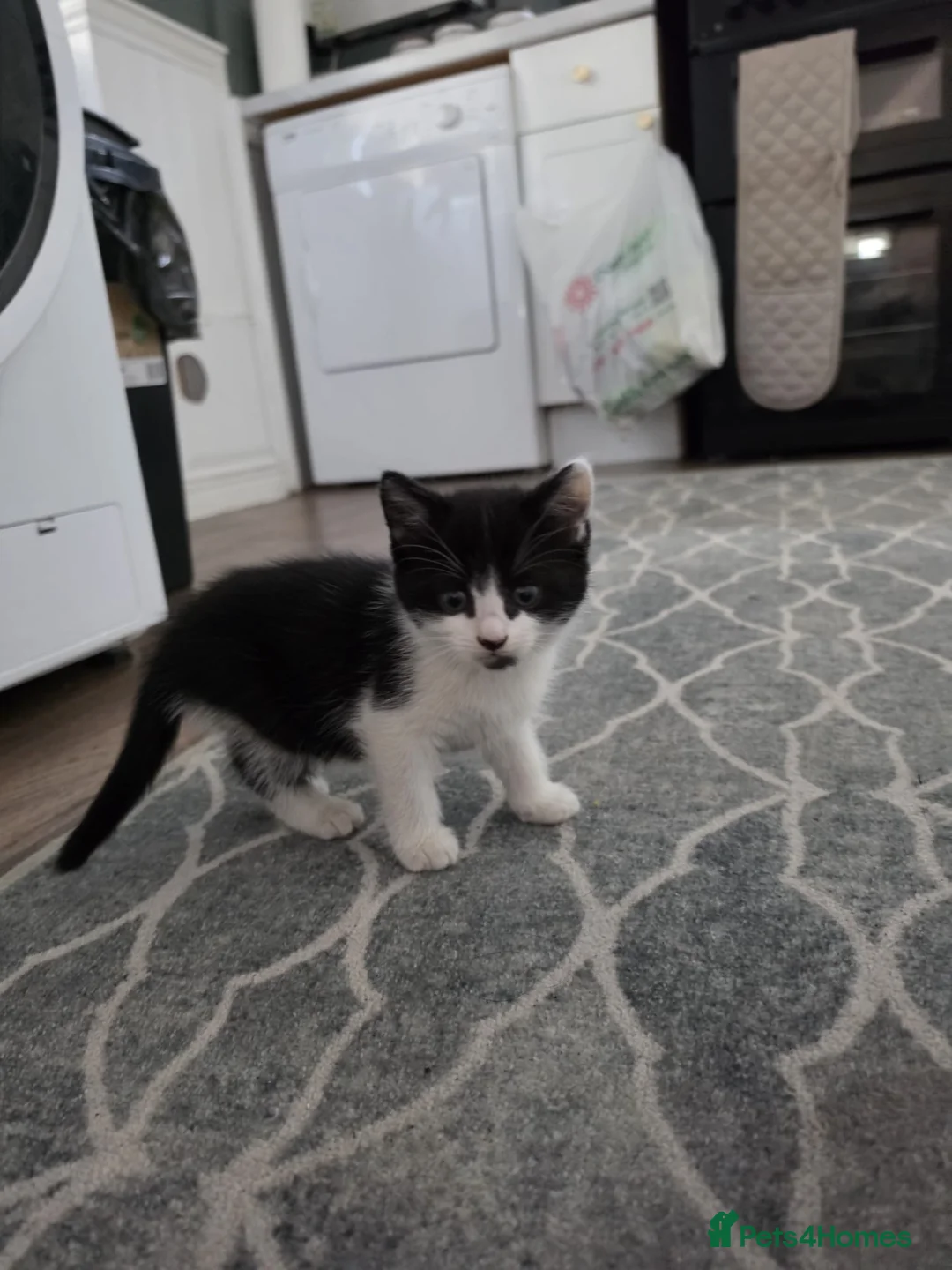 American Shorthair cats for sale: Black and White Kittens 3Female 1Male - Advert 1