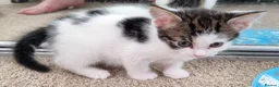 Mixed Breed cats for sale: Beautiful Kittens Looking for Their Forever Homes in Bedlington - Advert 9
