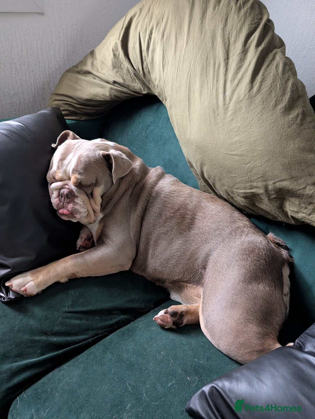 English Bulldog dogs for sale: English bulldog - Image 7