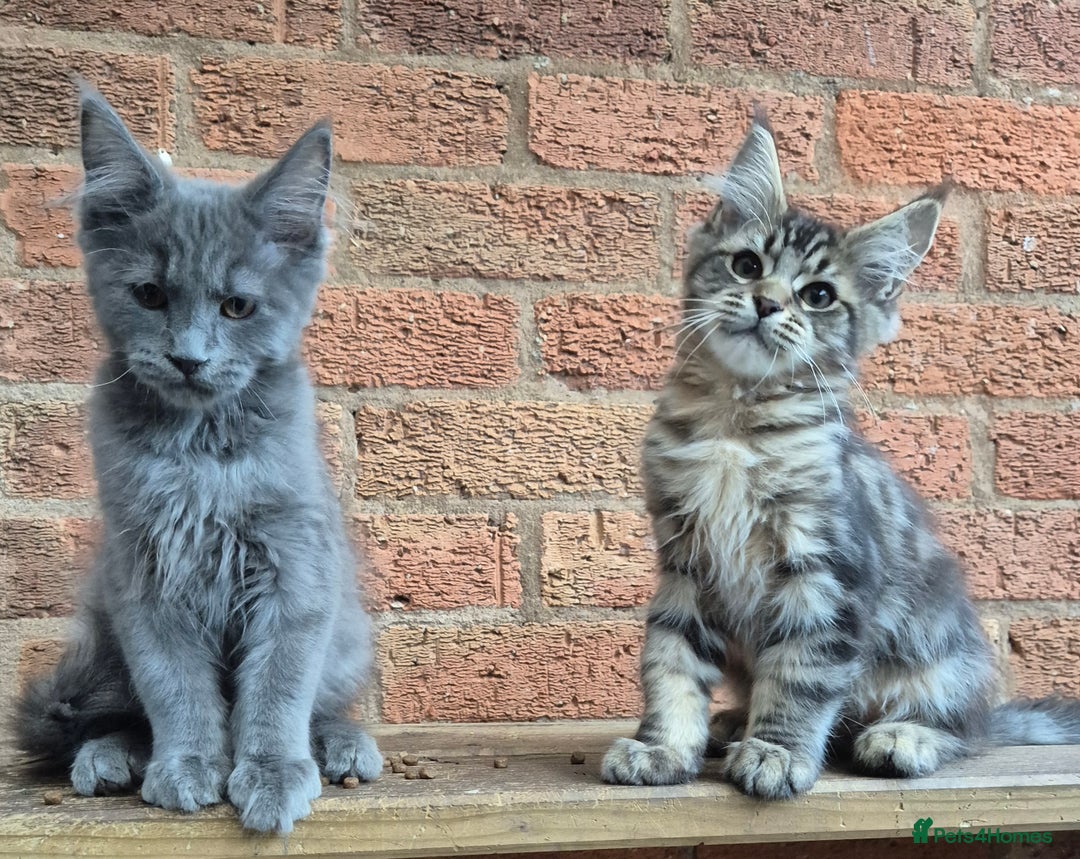 Maine Coon cats for sale: 2 Boys 3 girls Maine Coones kittens - Advert 26