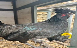 Chickens poultry for sale: Polish cockerel - Image 2