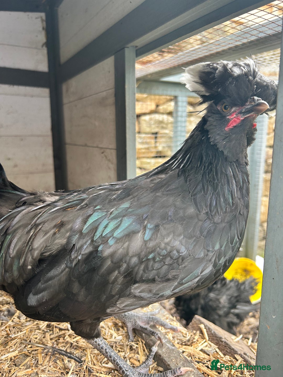 Chickens poultry for sale: Polish cockerel - Image 2
