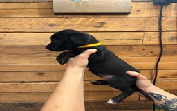 Mixed Breed dogs for sale: Staff/lab/collie pups  - Advert 16