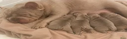 French Bulldog dogs for sale: FLUFFY FRENCH BULLDOGS PANDA NEW SHADE ISABELLA - Advert 6