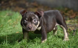 American Bully dogs for sale: REDUCED last girl Quality american Pocket Bully  - Image 7