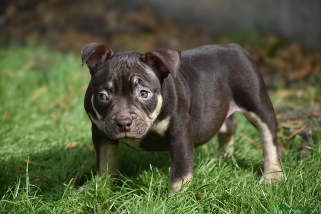 American Bully dogs for sale: REDUCED last girl Quality american Pocket Bully  - Image 7