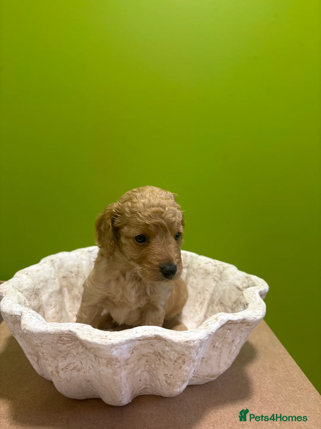 Cavapoo dogs for sale: Cavapoo puppies - Advert 9