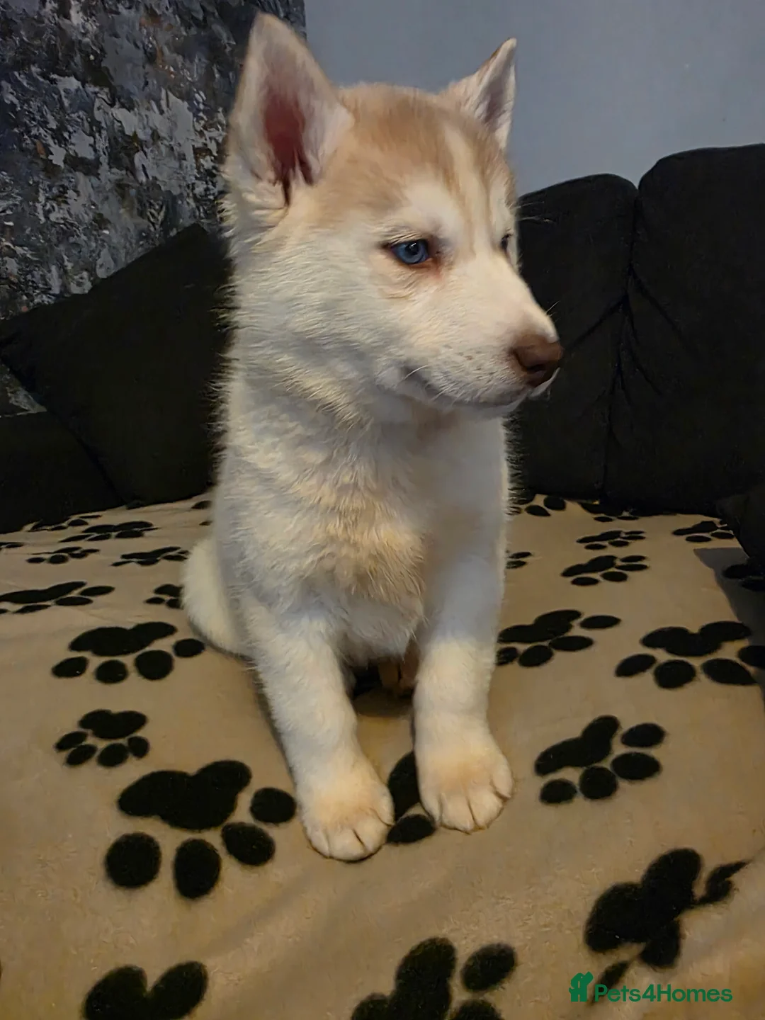 Siberian Husky dogs for sale: Siberian Huskies 1 girl available - Advert 3