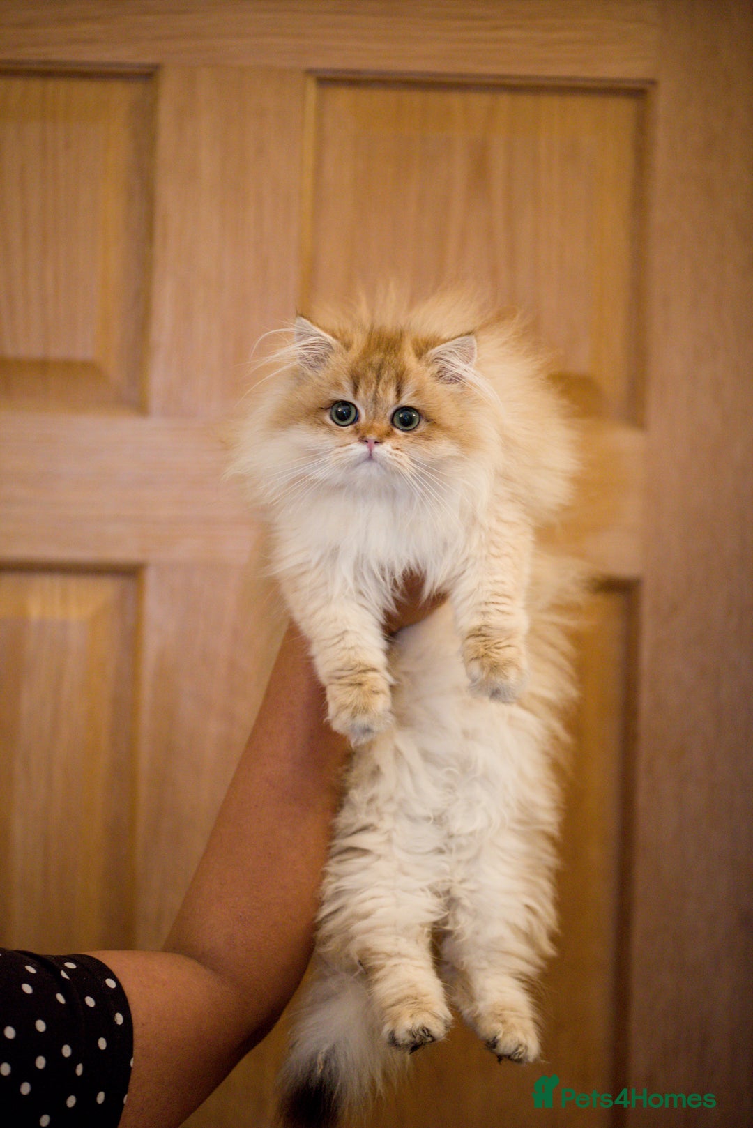 British Longhair cats for sale: British longhair kitten Golden NY11 - Image 4