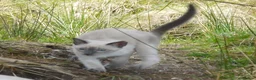 Siamese cats for sale: Adorable Siamese Kittens - Advert 12