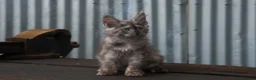 Maine Coon cats for sale: XL Maine coon kittens  - Advert 7