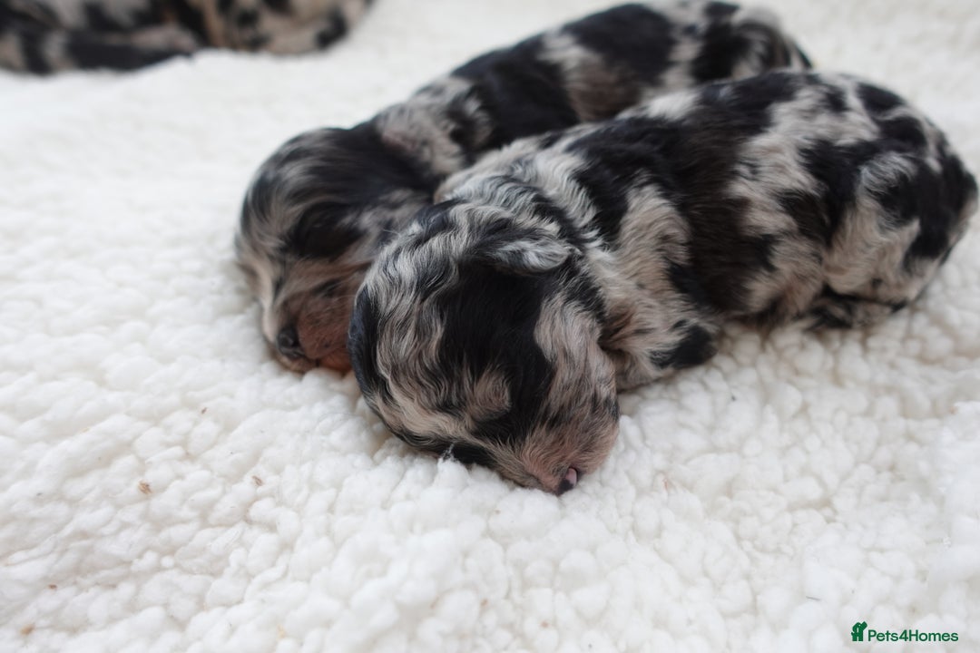 Sheepadoodle dogs for sale: Mini Sheepadoodle the wait is over!  - Image 9