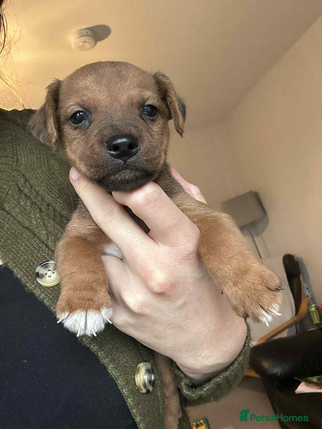 Mixed Breed dogs for sale: Beautiful Brown Male Patterdale terrier puppy  - Image 1