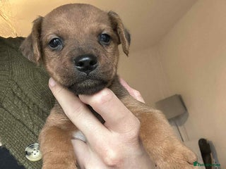 Mixed Breed dogs - Advert 1