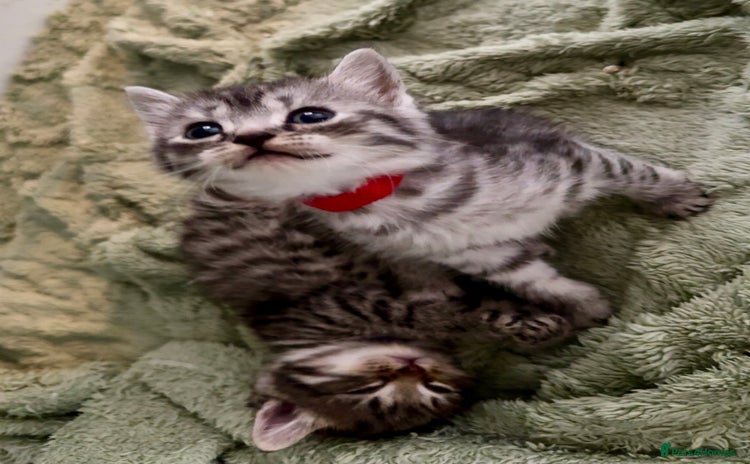 Mixed Breed cats - Advert 3