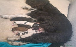 Lhasa Apso dogs for sale: 6 puppies  4 girls 2 boys - Image 10