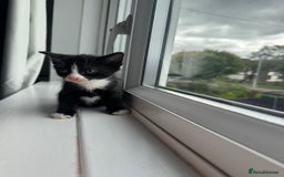 Mixed Breed cats for sale: Mixed kittens for sale - Image 4