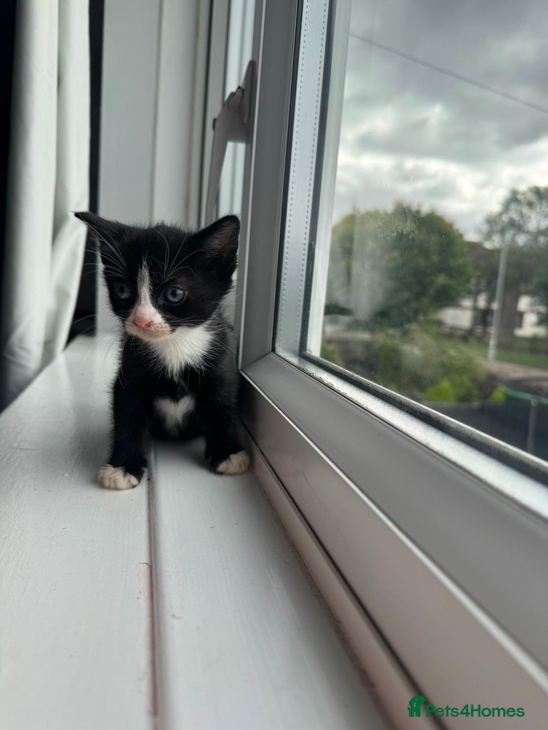 Mixed Breed cats for sale: Mixed kittens for sale - Image 4