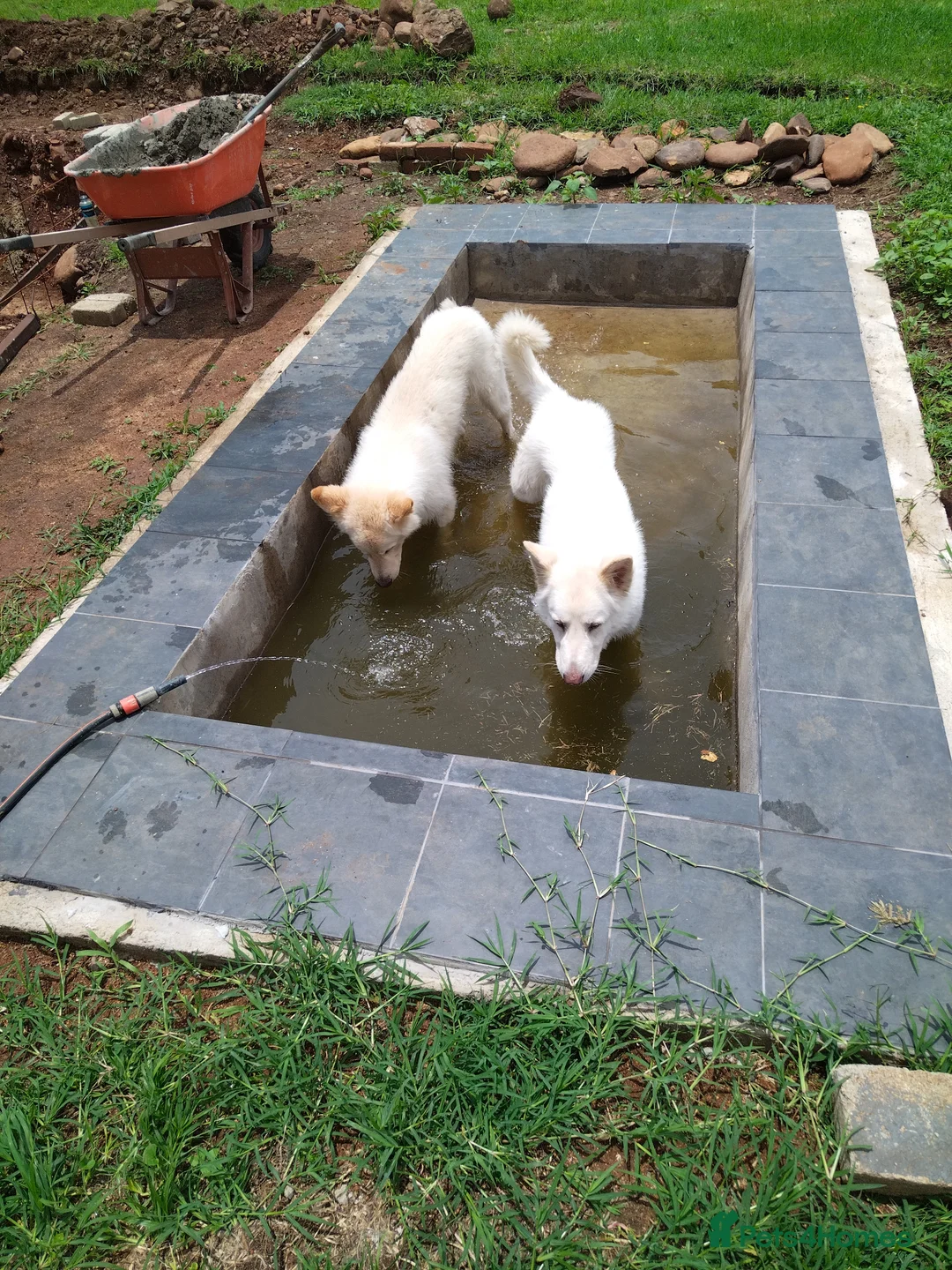 German Shepherd dogs for stud: Dresden - dog for stud in Ballindalloch - Advert 6