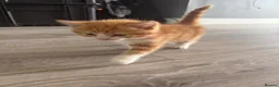 Mixed Breed cats for sale: Beautiful Very Fluffy Kittens for Sale 🐾 - Advert 16