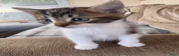 Mixed Breed cats for sale: 5 beautiful kittens  - Advert 2