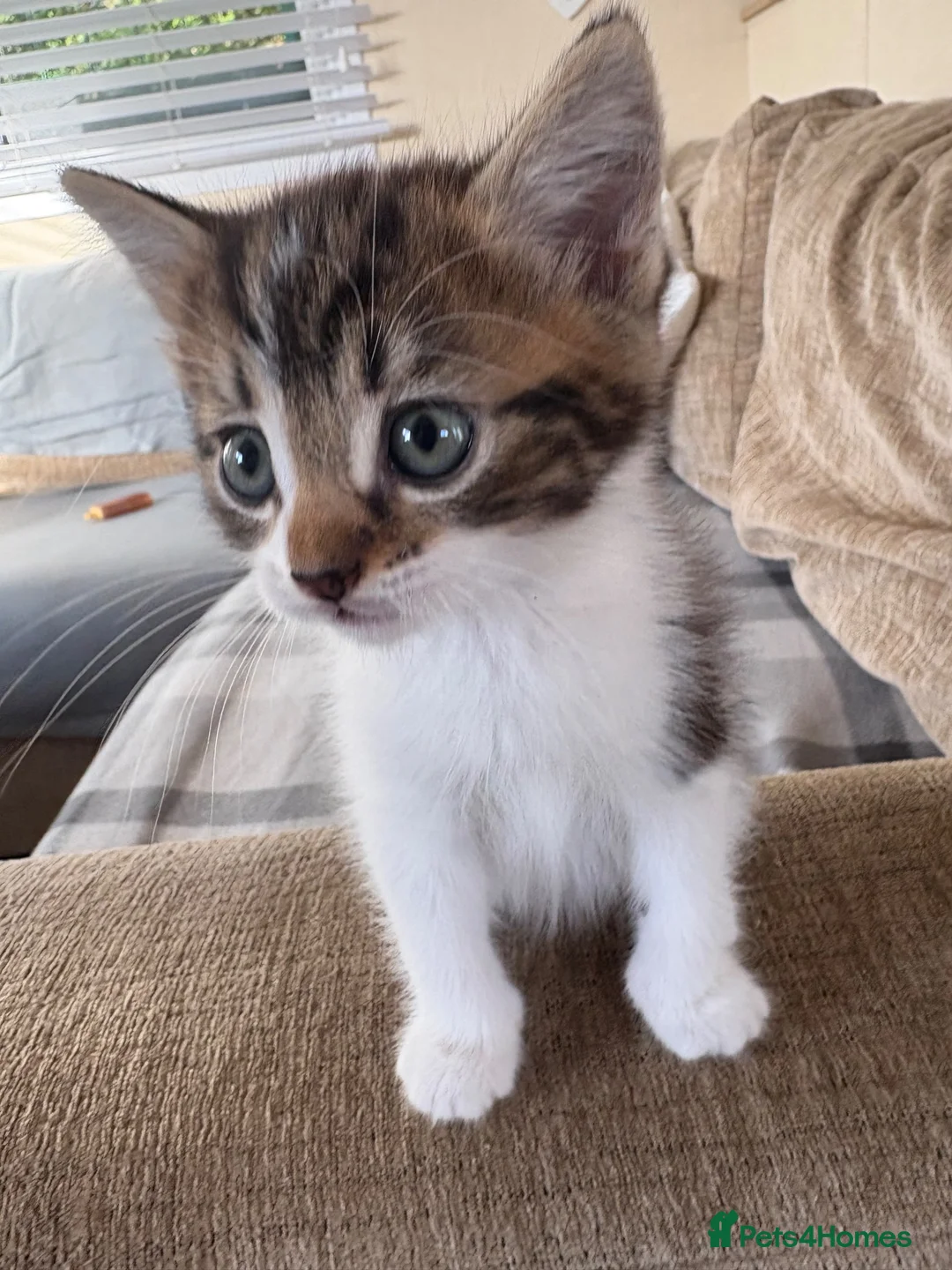 Mixed Breed cats for sale: 5 beautiful kittens  - Advert 2