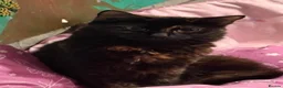 Domestic Shorthair cats for sale: 2 female tortoiseshell cats  in Blandford Forum - Advert 3