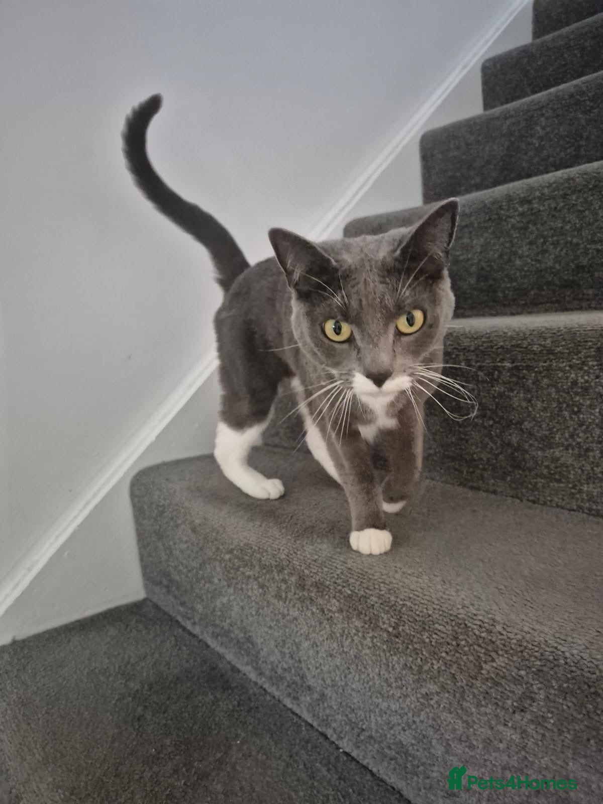 Mixed Breed cats Ana looking for home - Advert 2