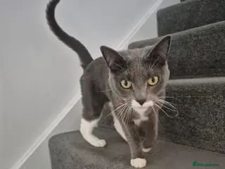 Mixed Breed cats Ana looking for home - Advert 2