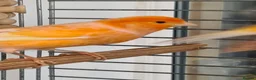 Canaries birds for sale: 2 canaries - Advert 1