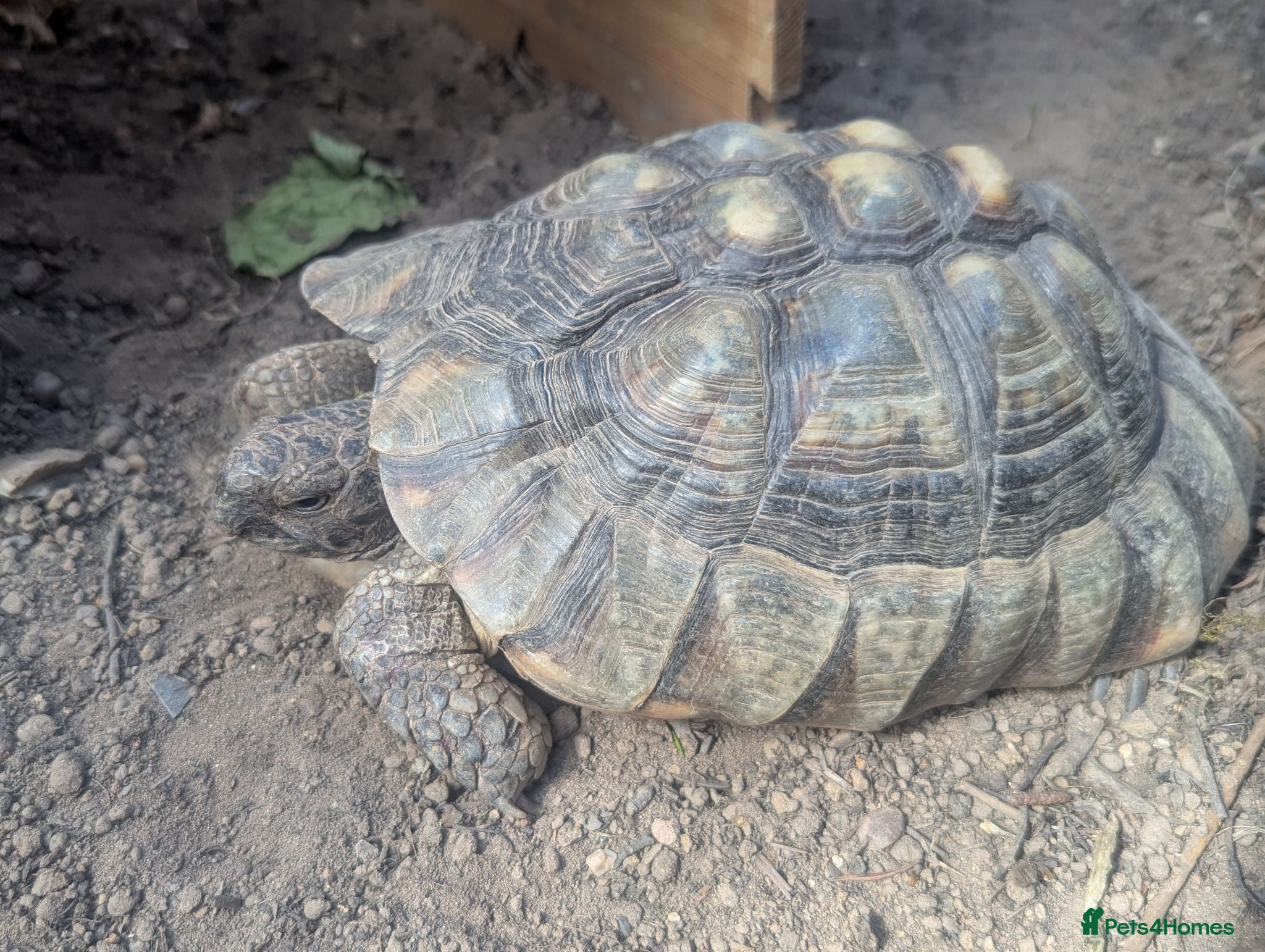 Tortoise reptiles Family of 3 Marginated Tortoises  - Advert 1